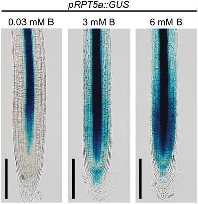 The 26S Proteasome Is Required for the Maintenance of Root Apical Meristem by Modulating Auxin and Cytokinin Responses Under High-Boron Stress